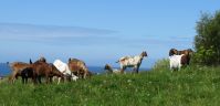 Isle of Man Goats