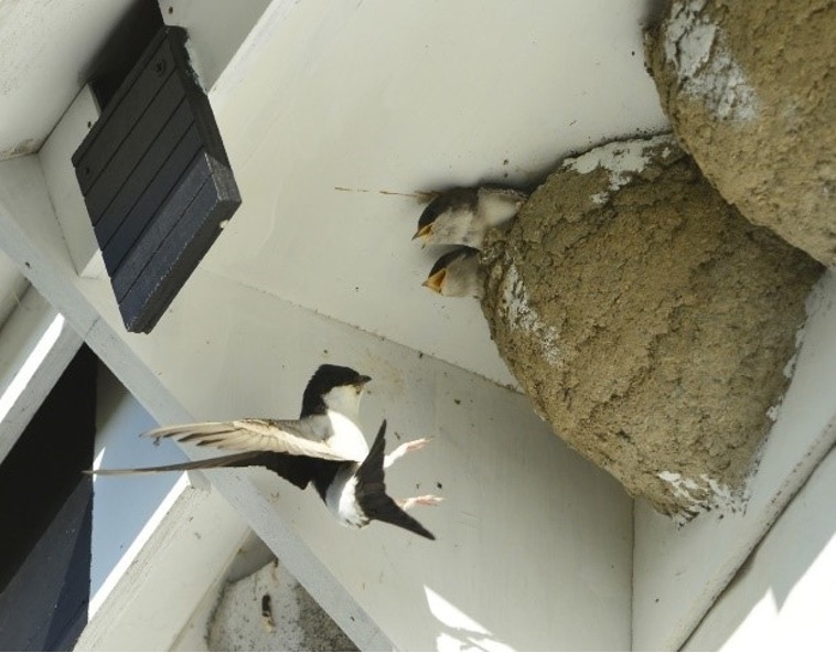 Bird course for construction students - Biosphere - Large Bird Habitat Construction