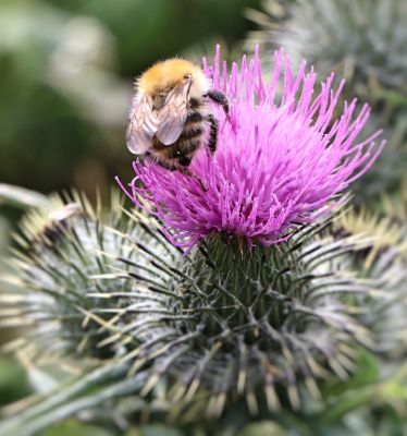 Young Nature Blogger 2020 - Biosphere