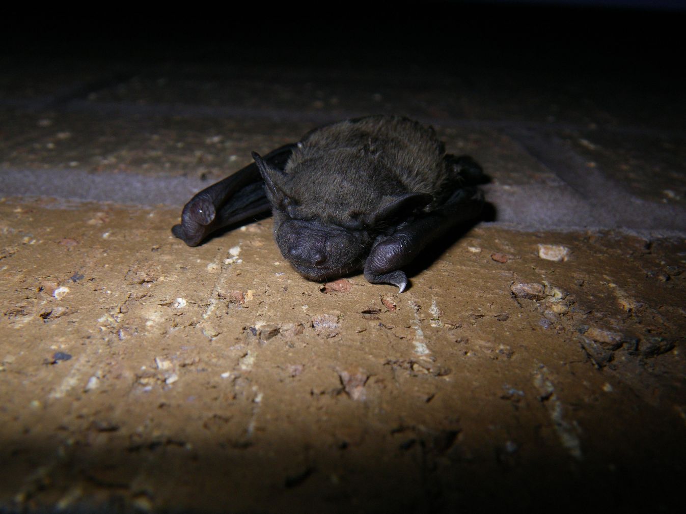 Bats and their babies Biosphere