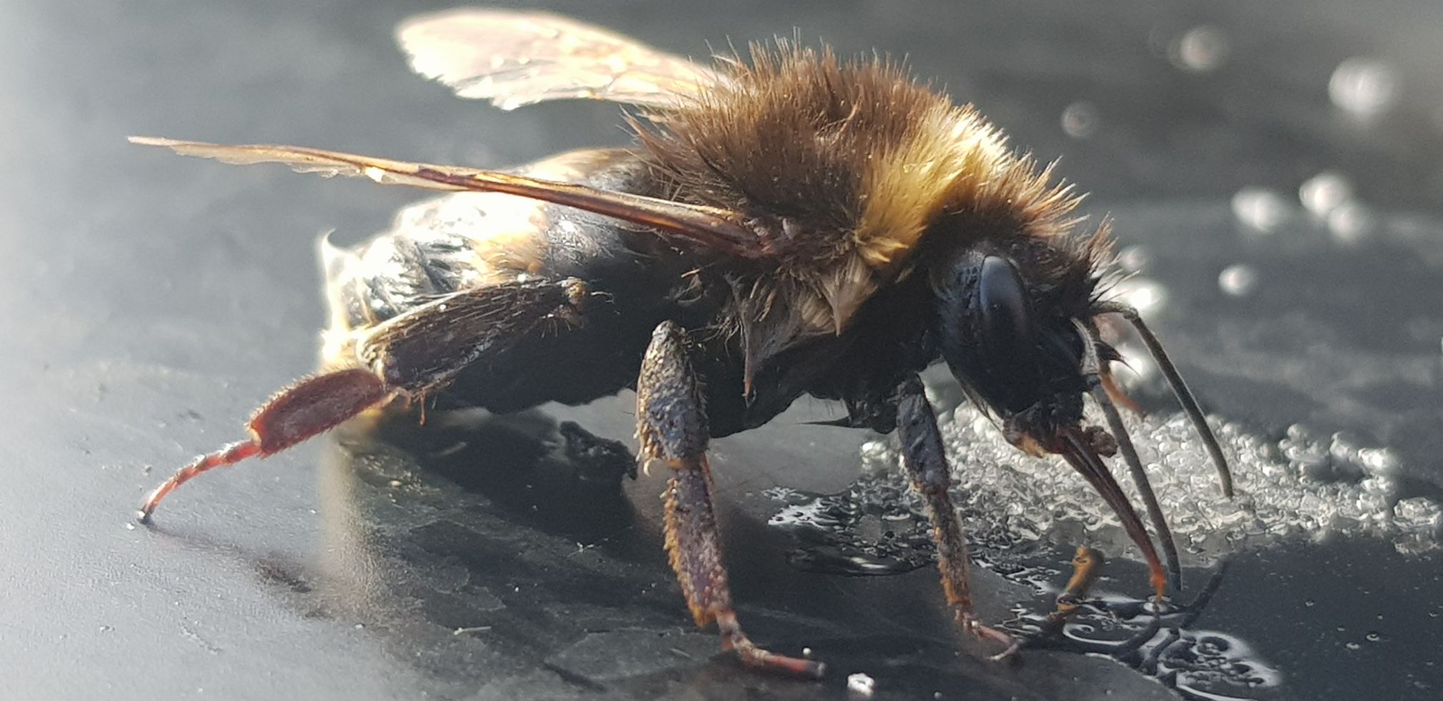 Liam Insect Engineering firm wild for nature - Biosphere