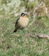 Male Wheatear by David Wright