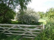 Apple blossom