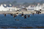 Brent geese by Peter Christian