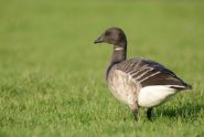 Brent goose
