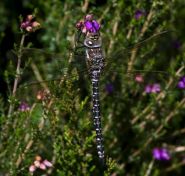 Common Hawker by Pete Hadfield