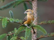 Crossbill by Peter Christian