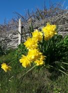 Daffodils at Pooil Vaaish