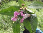 Himalayan Balsam