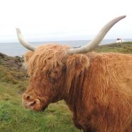 Highland cow, by Louise Samson