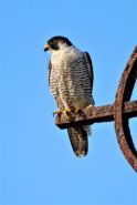 Peregrine falcon by Bill Henderson MLC