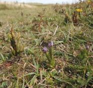 Field Gentian