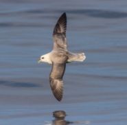 Fulmar by Neil Morris
