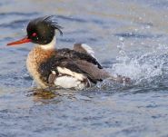 News nature reserve