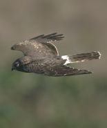 Hen harrier by grayimages.co.uk