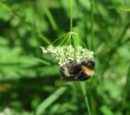 Bee at Garey ny Cloie St John's