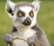Lemur