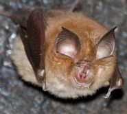 Lesser horsehoe bat by Gareth Jones