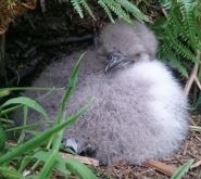 Manx Shearwater by Richard Cope