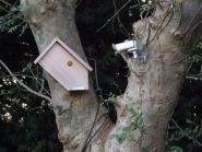 Nest box in ash tree