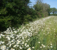 Ox-eye daisy flowering in profusion where deeper ploughing has brought up long-buried seed