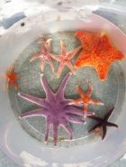 Seastars