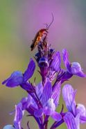 Red Solider Beetle