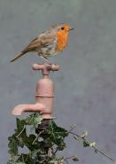 Robin by Manx BirdLife