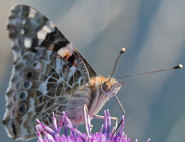 Painted Lady by Peter Killey