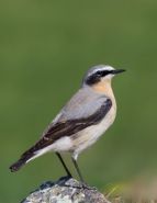 Northern Wheatear by Neil Morris