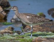 Whimbrel at Langness by Peter Christian